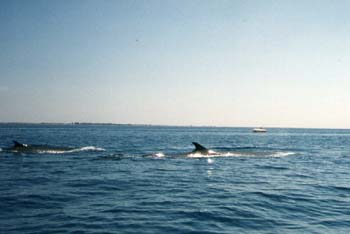 Baleines 2
